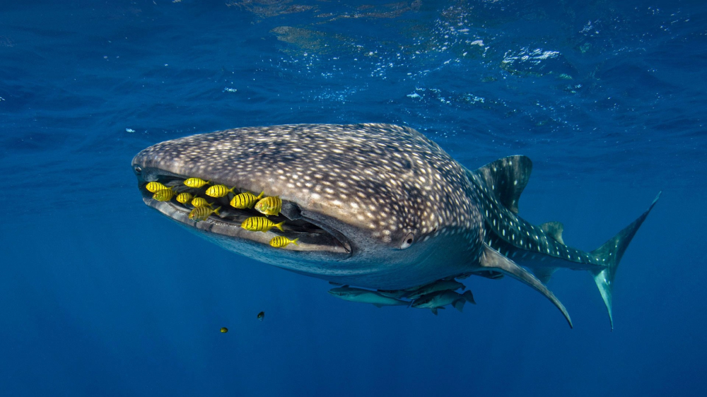a whale shark swimming in the ocean with fish in tow