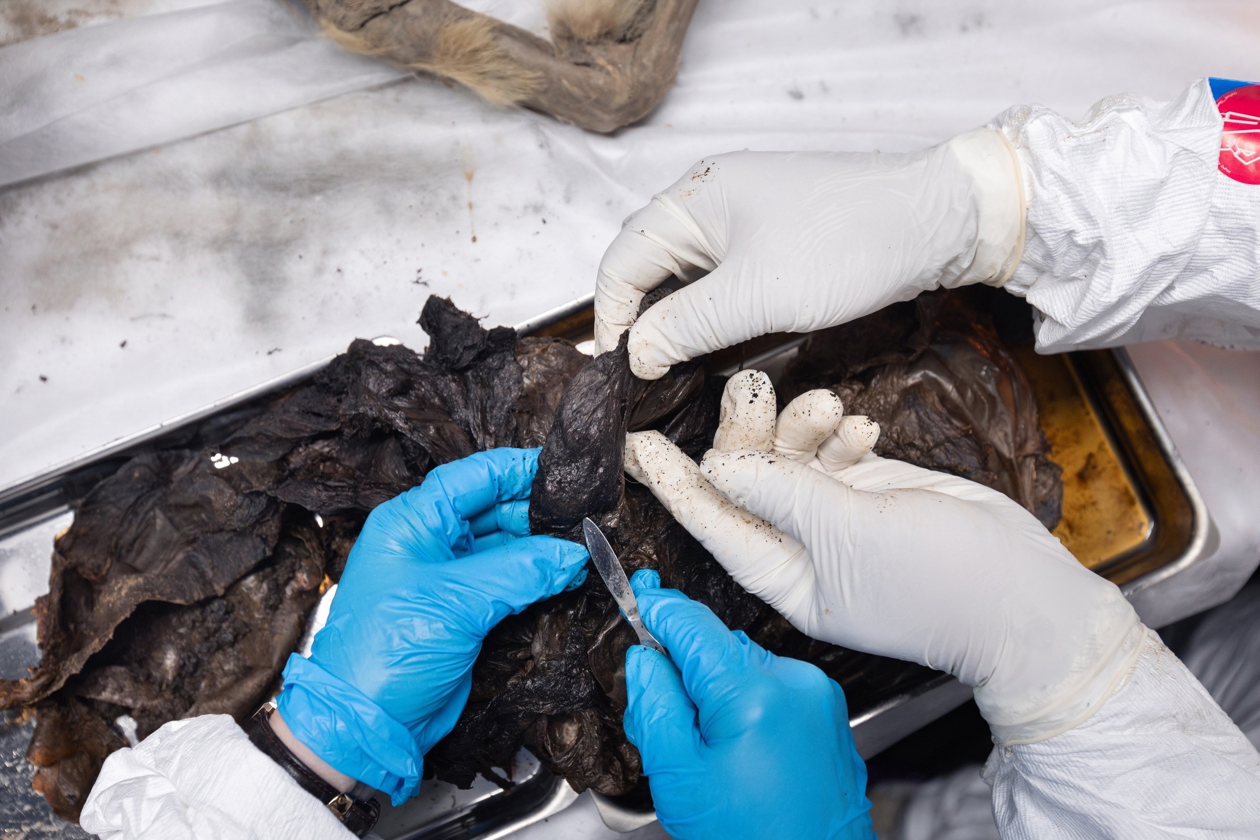 Scientists wearing globes examine the organs of a wolf found in permafrost