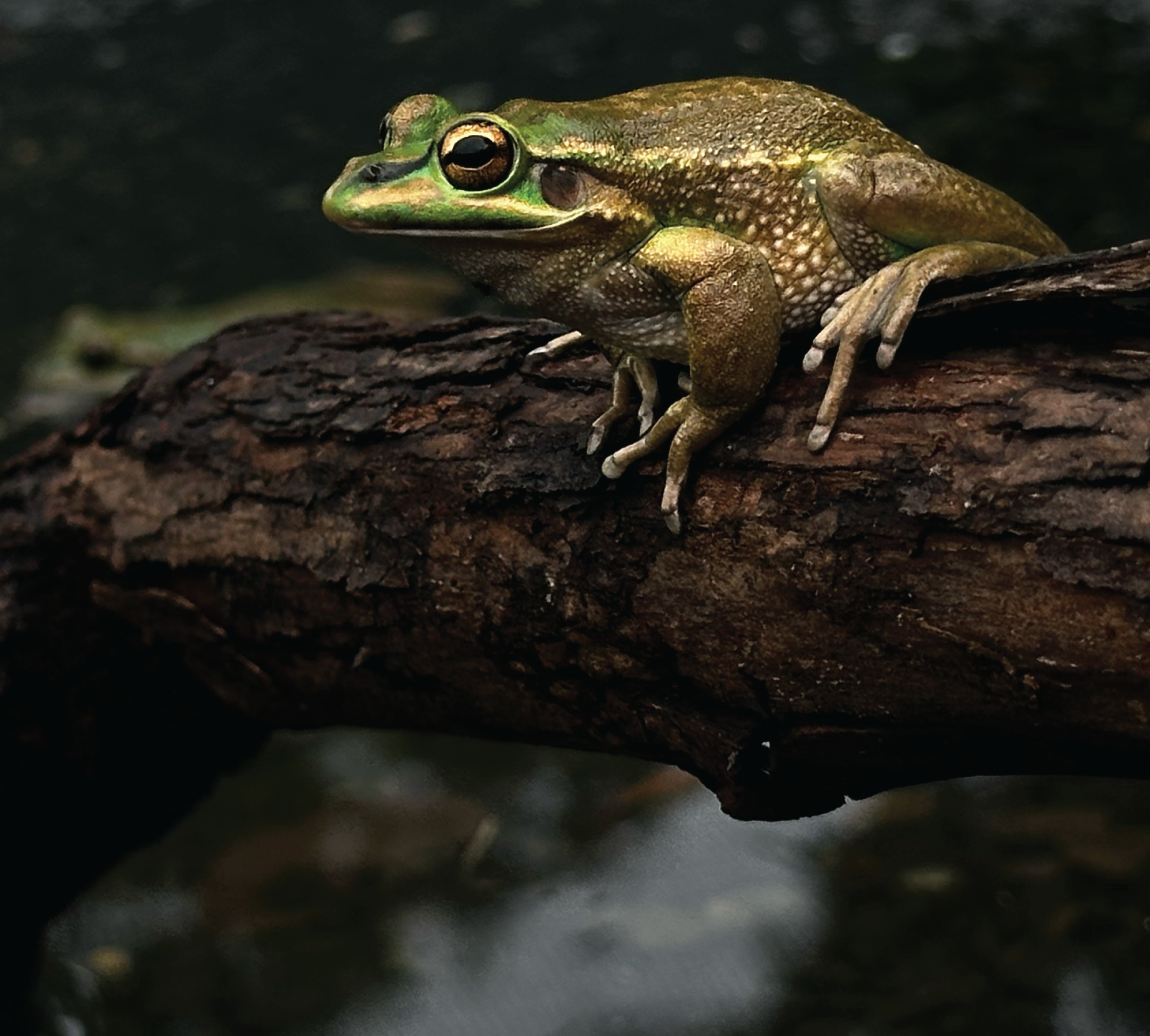 When the frogs are this attractive, who wouldn't want to help.