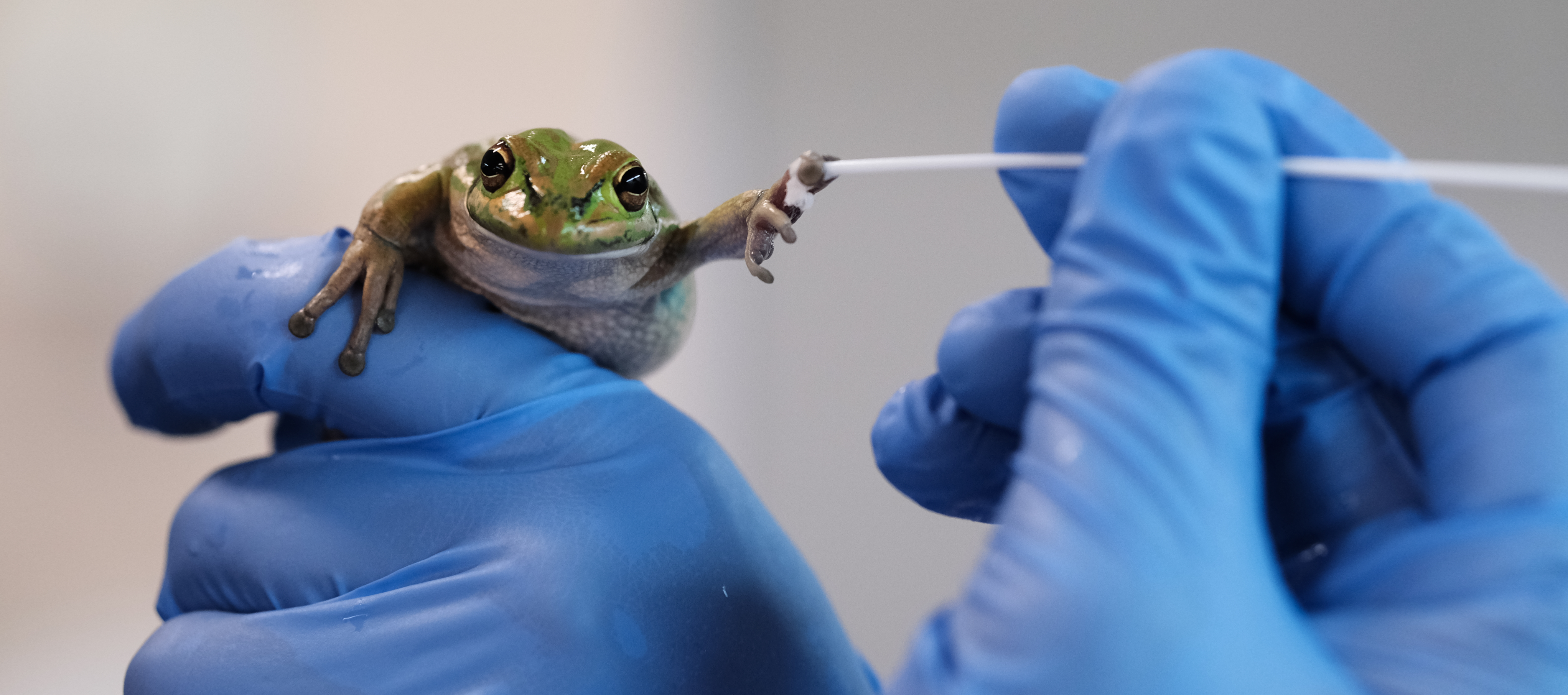 Sometimes all you need to be saved is a helping hand. To test the saunas' effectiveness the frogs had first to be exposed to the fungus by swabbing.