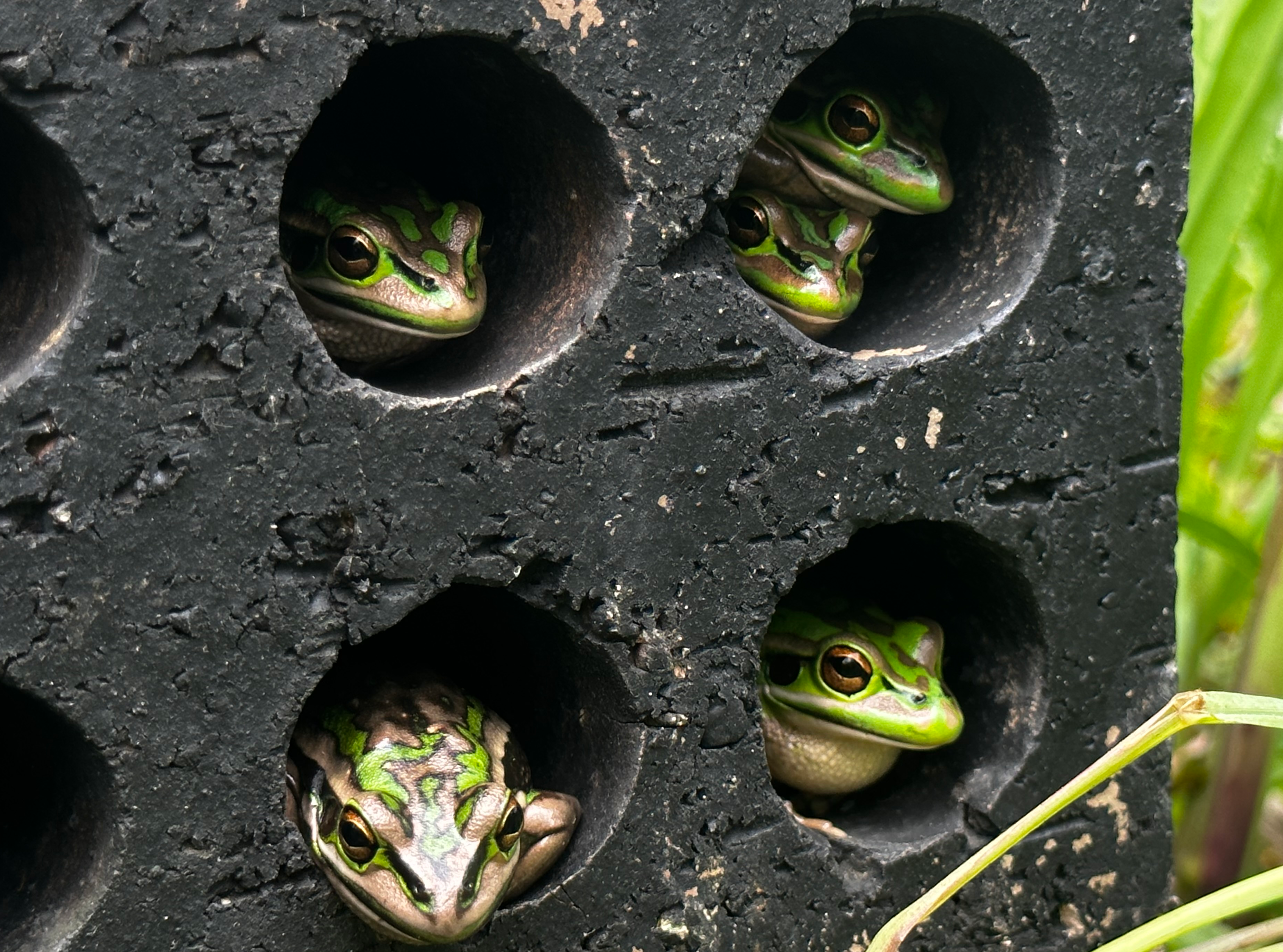 Other species may like their personal space more, but green and gold bell frogs are happy to share a greenhouse, and even a brick.