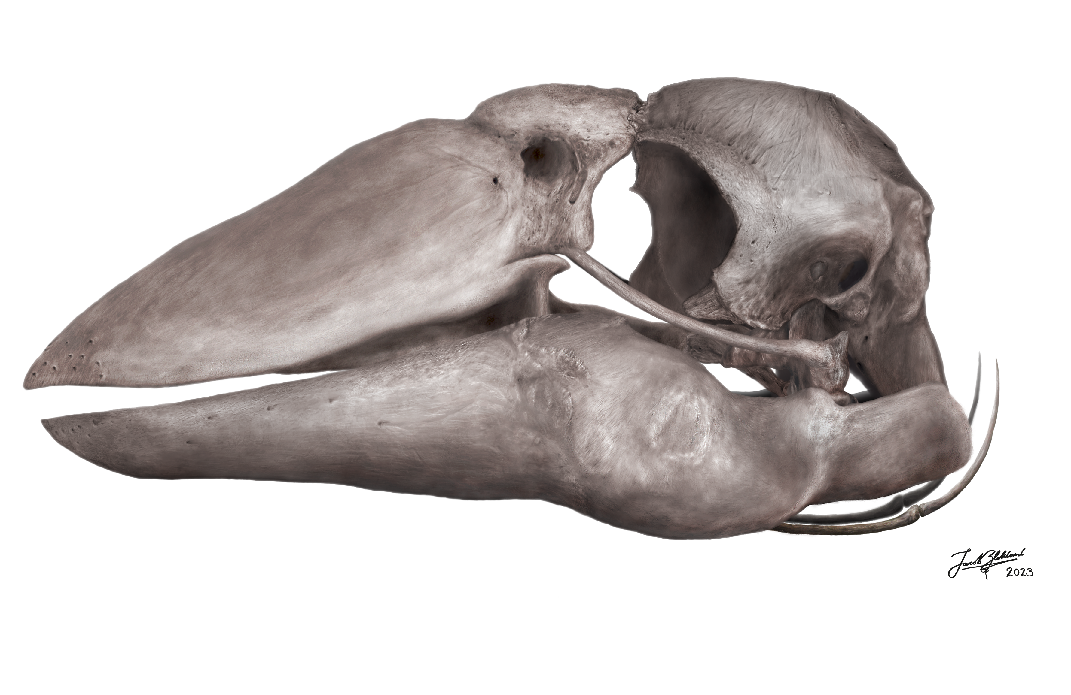 Artistic reconstruction of the skull of Genyornis newtoni, revealing its large braincase and its remarkable beak.