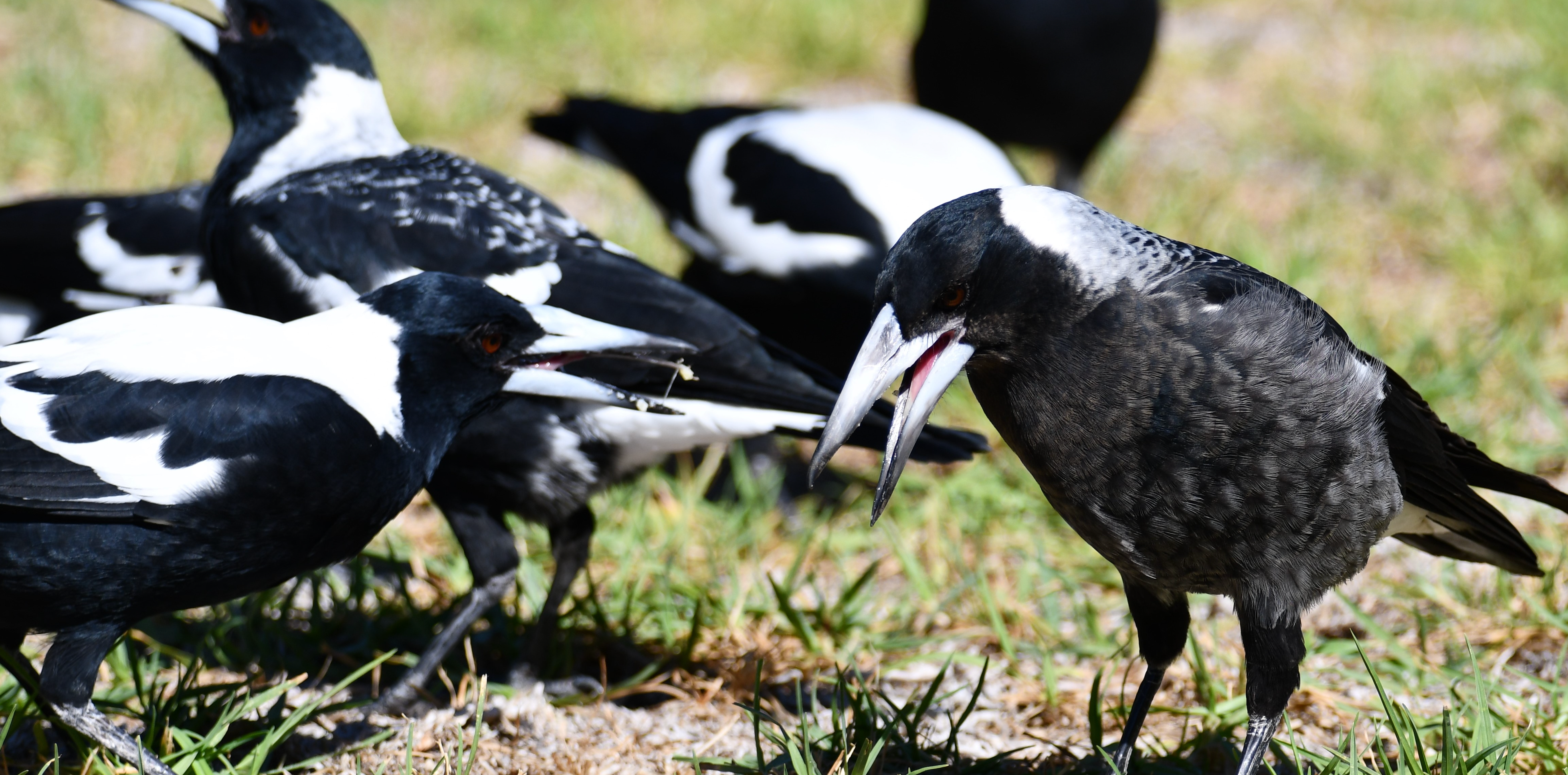 The side-eye from the bird on the right suggests it knows it's dealing with an idiot.