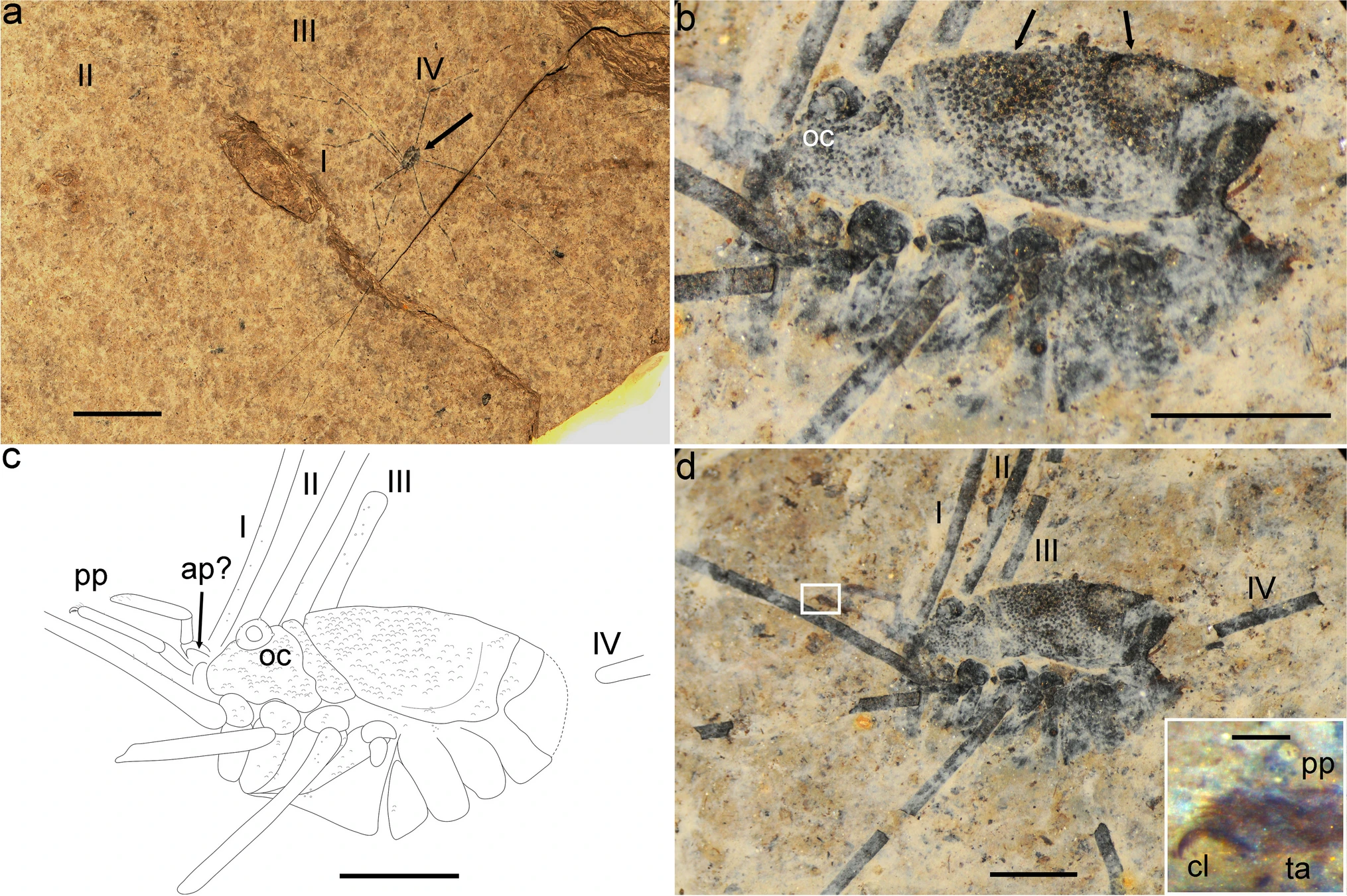 Three photos of one of the fossils and a graphic of the body bottom left. Legs can be seen in the overview.