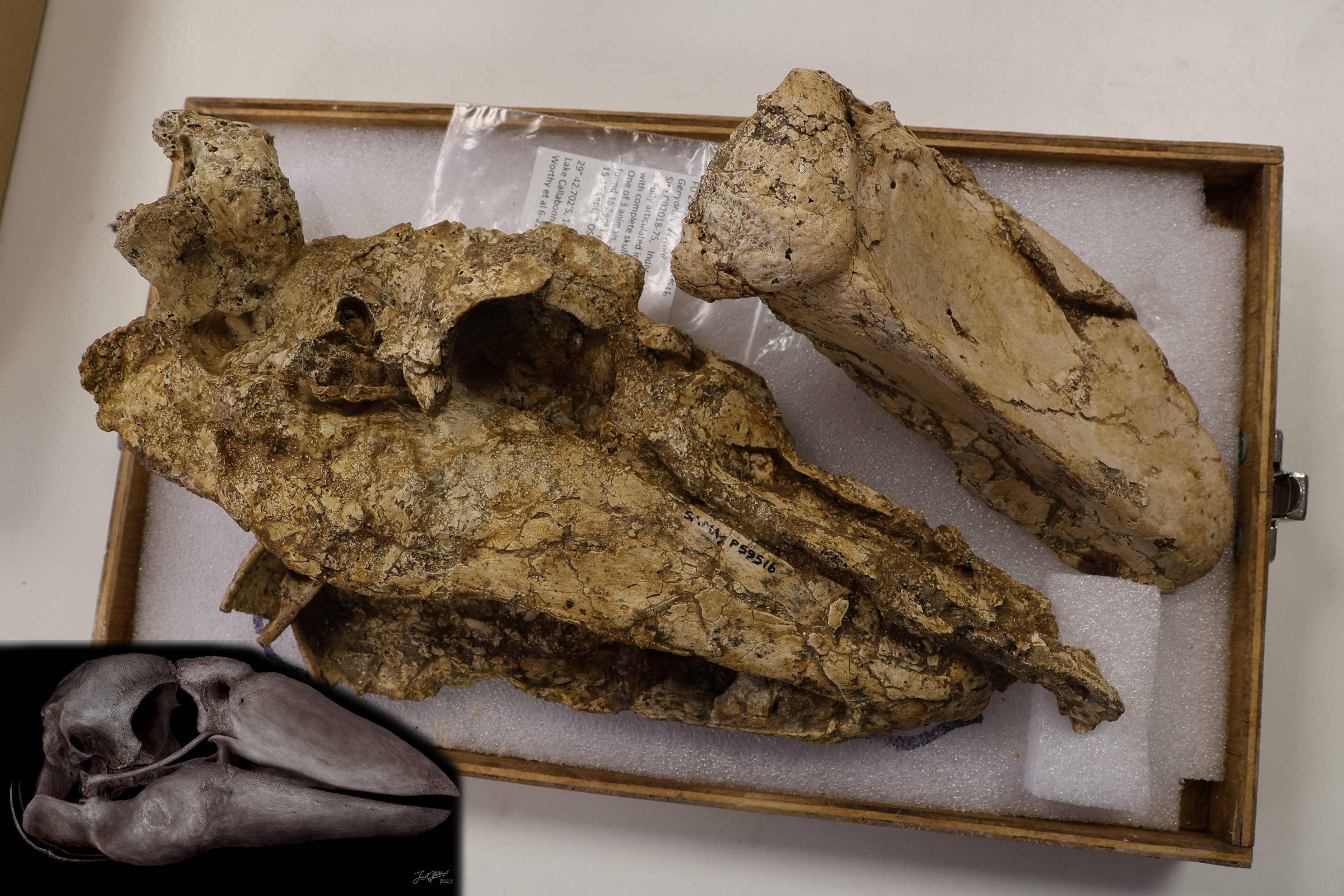 Some of the valuable fossils used to reconstruct Genyornis accurately for the first time.