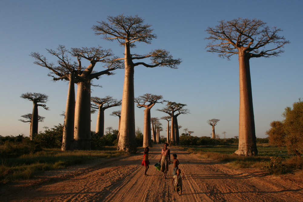 baobabs along the avenue of baobabs in madagascar