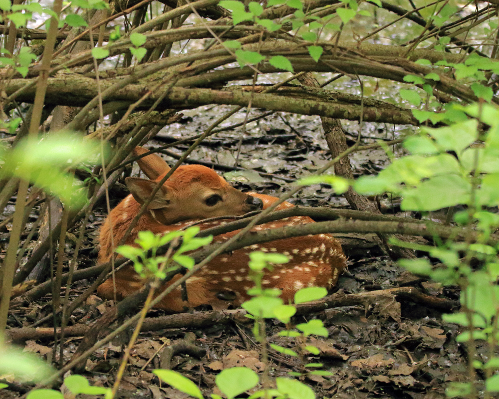 a fawn hiding under branches in the wood waiting for its mother