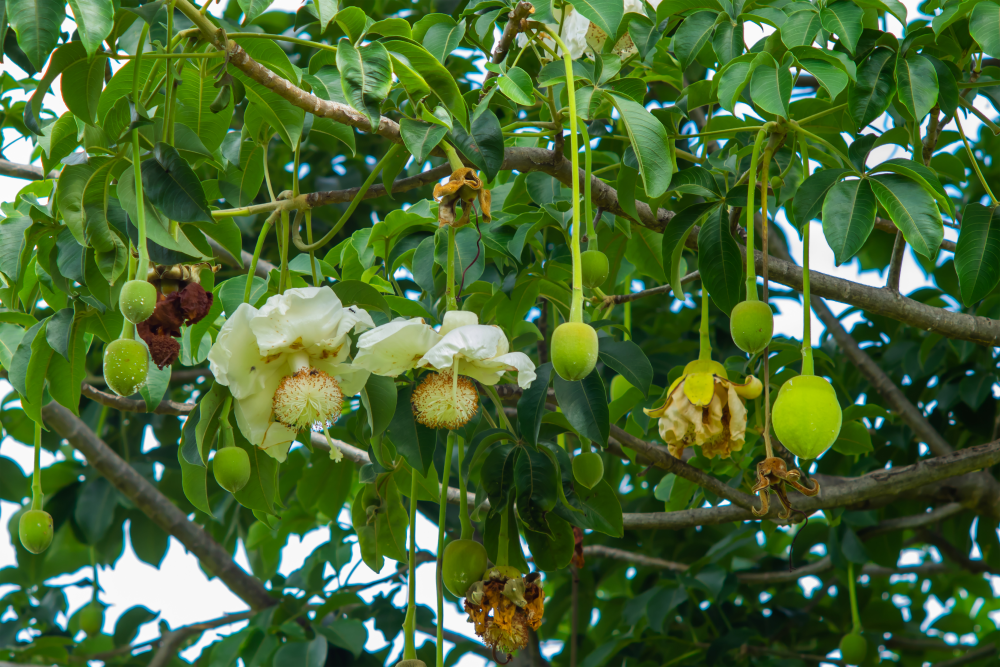 the flowers of baobab tree