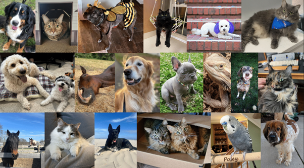 God speed the photos of NASA pets, many dressed up in their Sunday best.