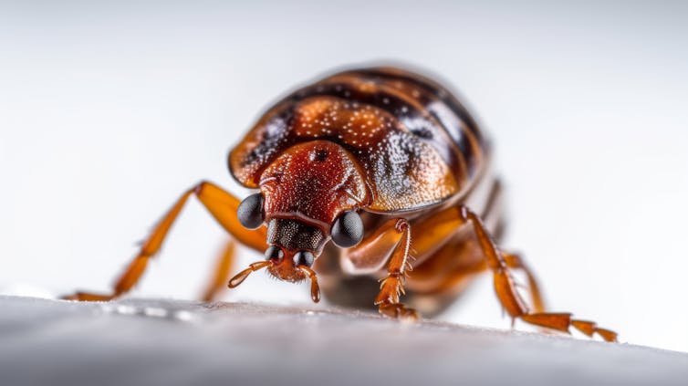 Close up of bed bug against white background.