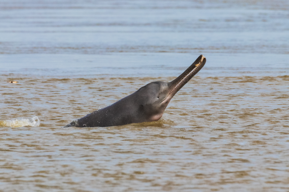 ganges river dolphin