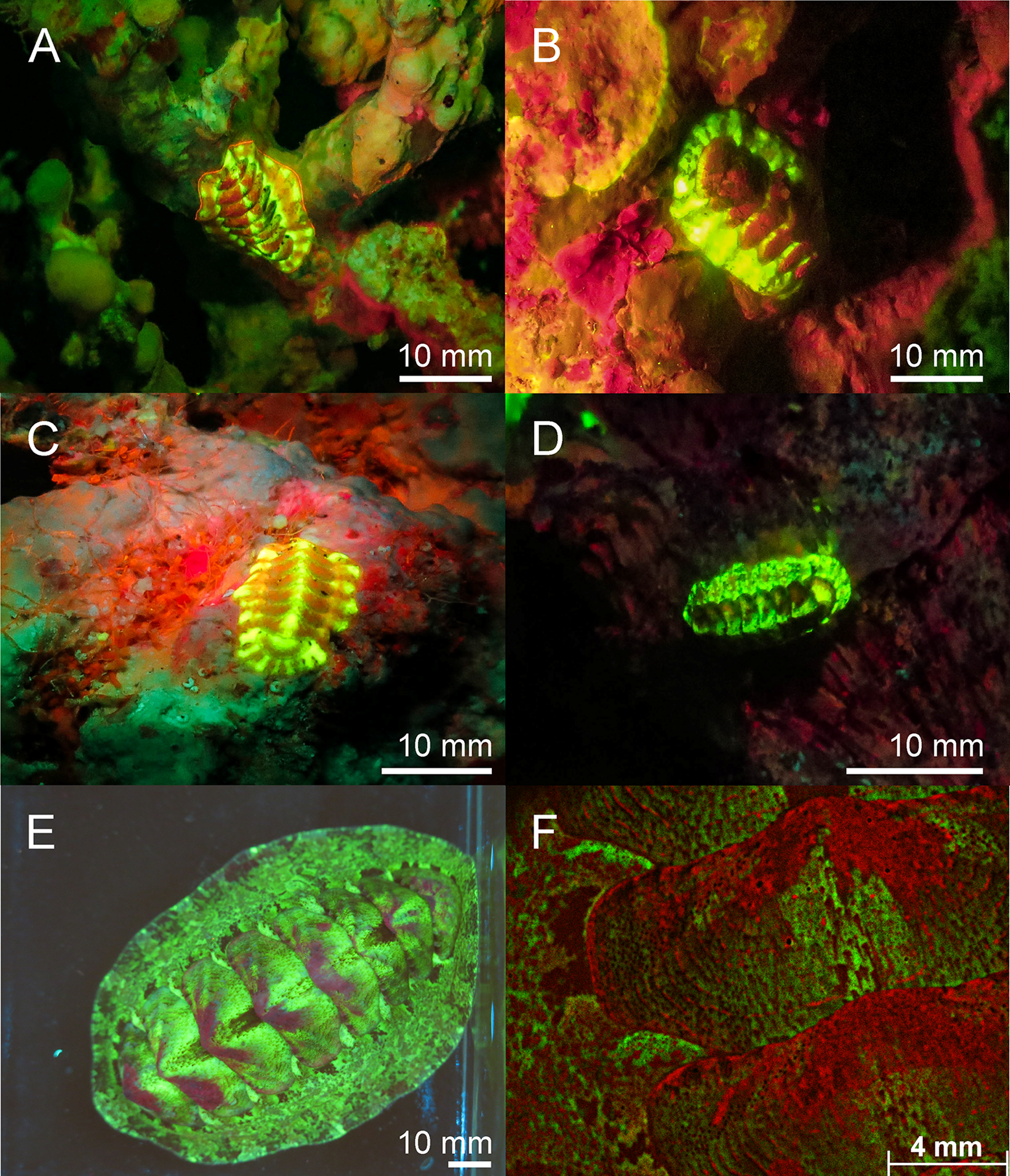 Six images arranged in a vertical grid all showing green and red glowing species in the class polyplacophora. 