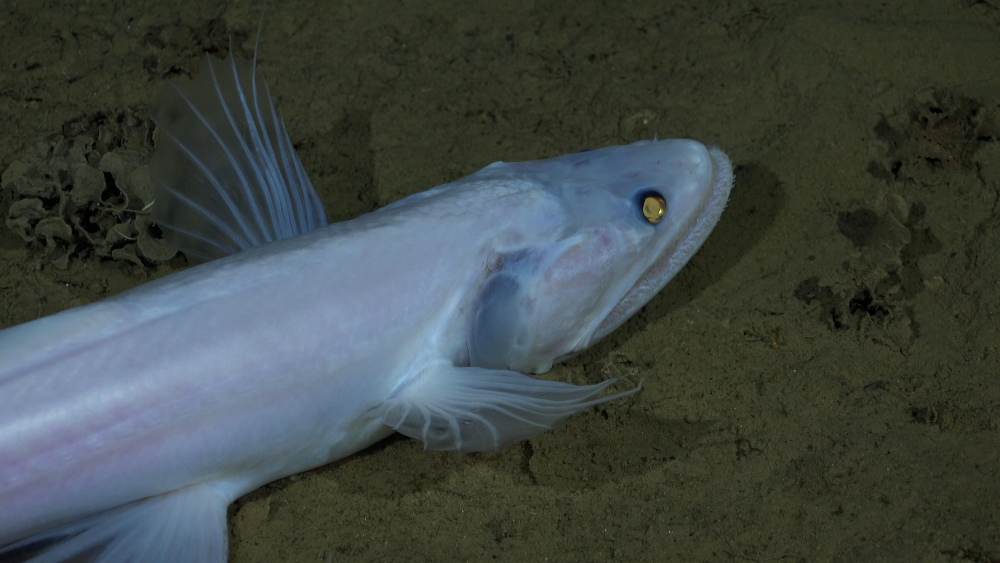 A deep-sea lizardfish documented on the seafloor during Dive 691.