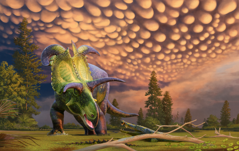 Reconstruction of Lokiceratops surprised by a crocodilian in the 78-million-year-old swamps of northern Montana, USA. 