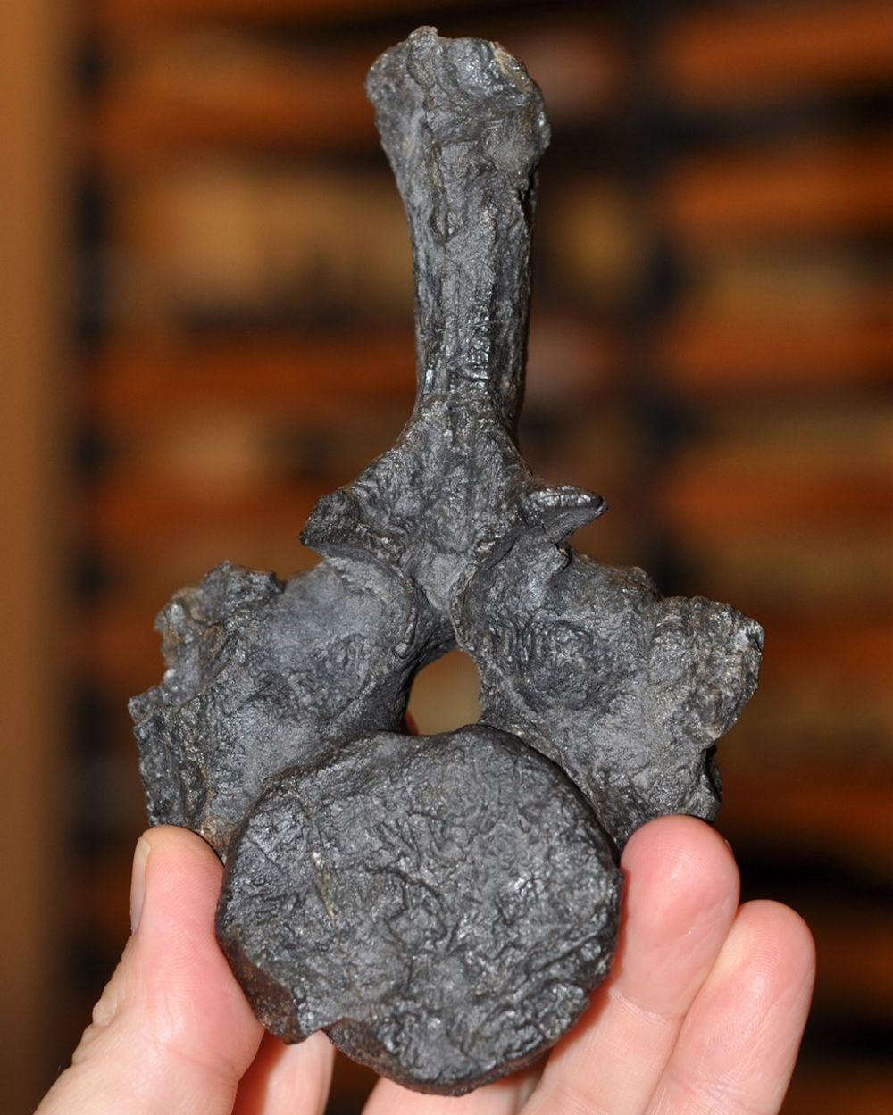 Original fossil of the New Zealand nothosaur vertebra. The oldest sea-going reptile from the Southern Hemisphere.