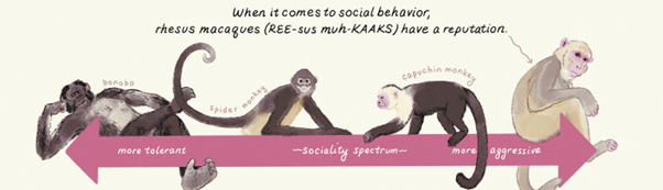 A chart of four primate species on a normal tolerance-aggression scale.