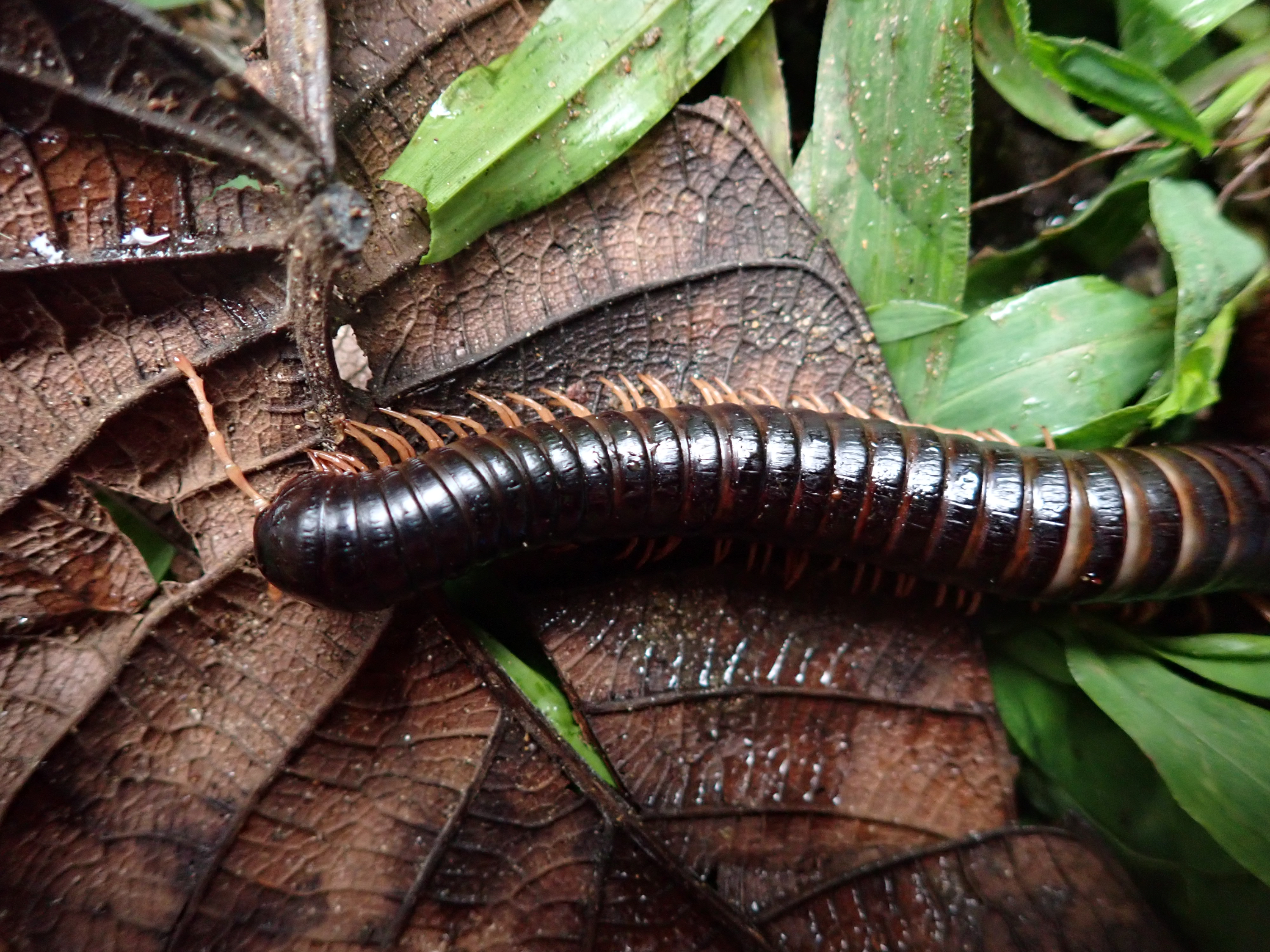 top-down view of large brown millipede on a brown leaf