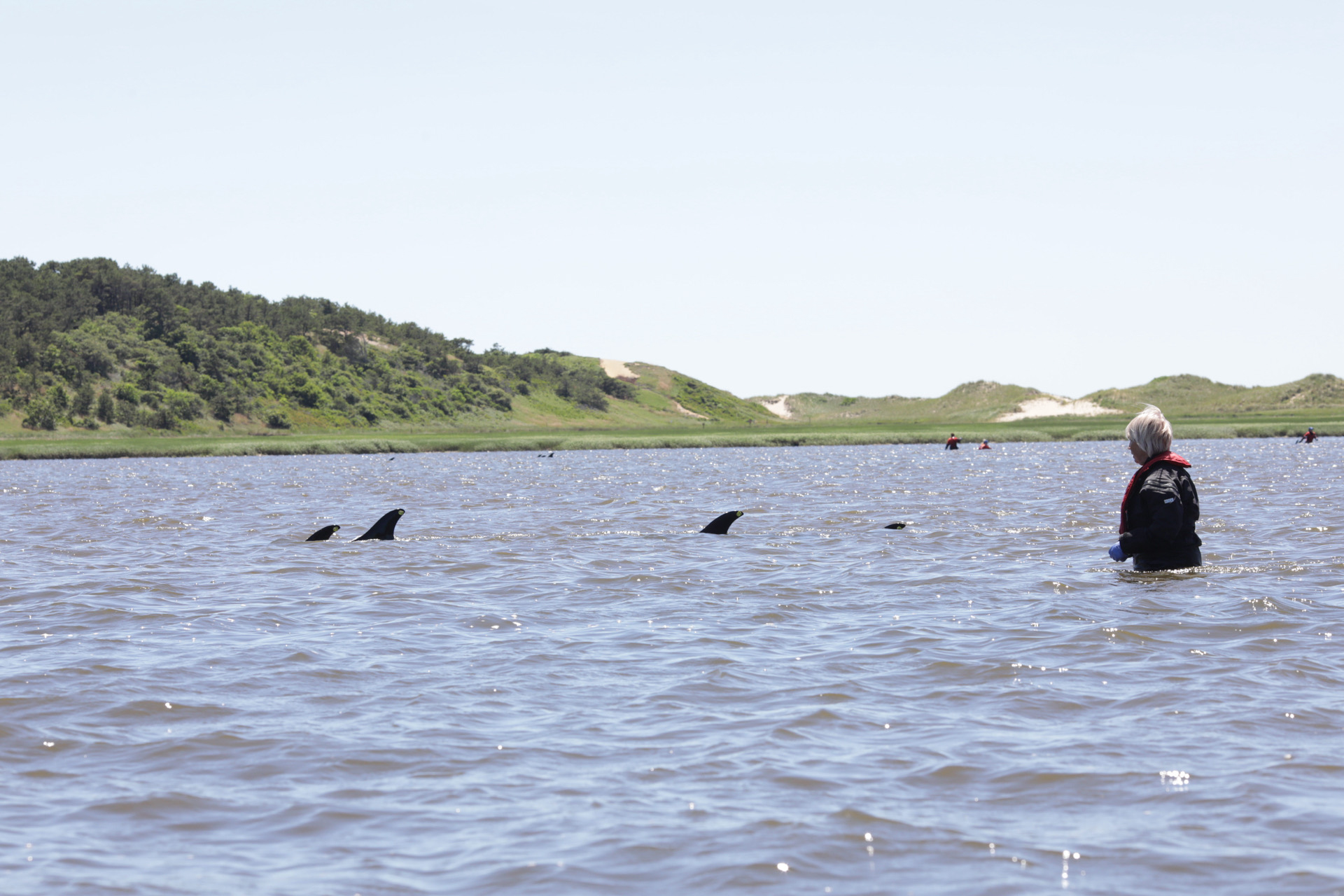 clear waters with green hills and trees in the background, a rescuer wades in up to waist height and the fins of three swimming dolphins are visible poking above the surface