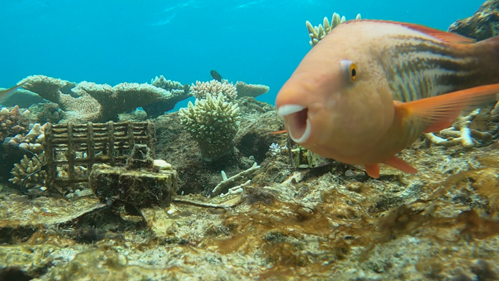 A PARROT FISH SWIMS TOWARDS THE CAMERA, WHILST IN THE BACKGROUND IS A CORAL SEEDING DEVICE COVERED IN A LAYER OF ALGAE. 