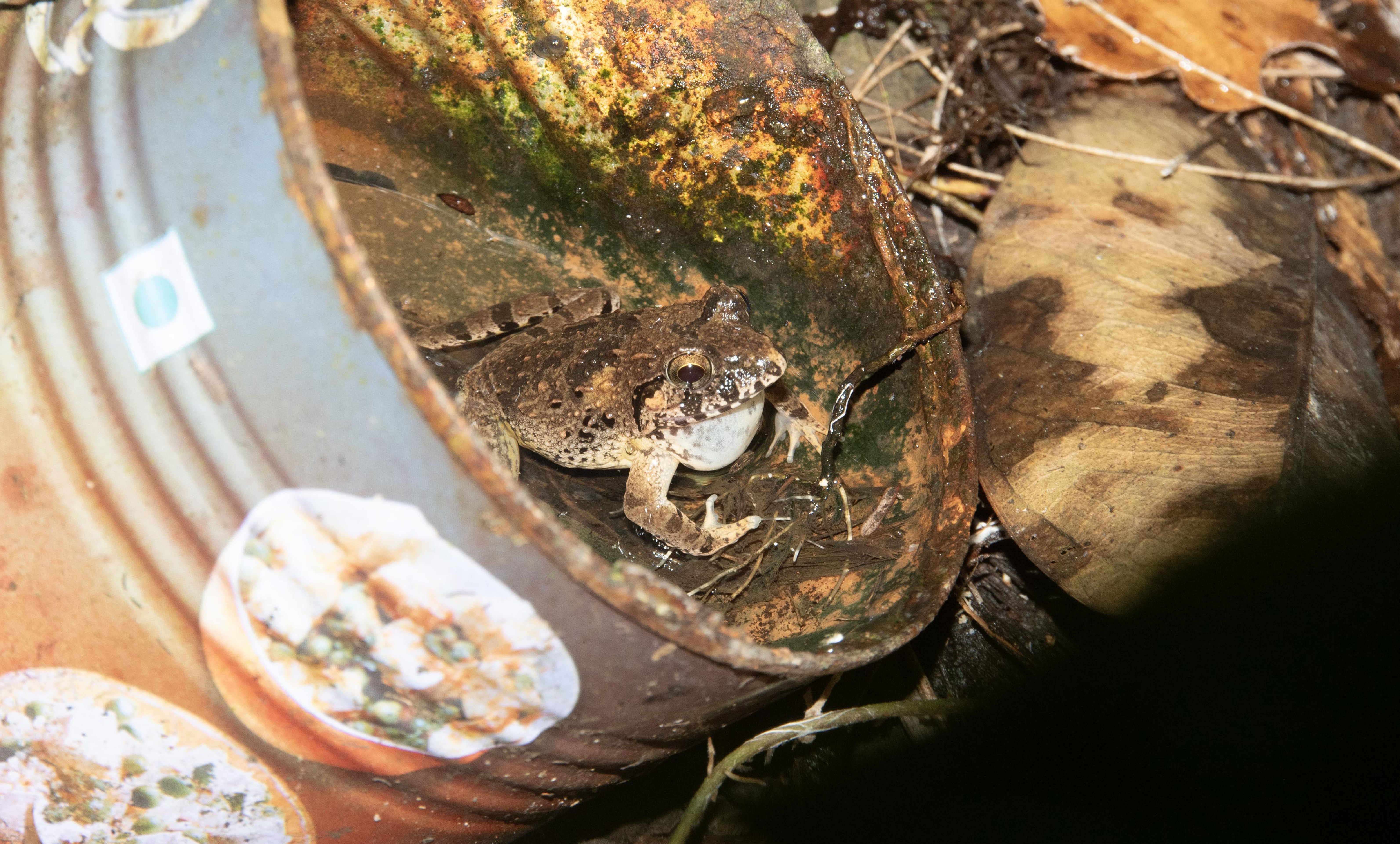 A male Charles Darwin’s frog calling from an unnatural breeding site: a rain-filled metal food tin littered on the forest floor.