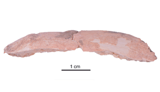 The Denisovan rib bone, broken during excavation. So far it's owner is not known to have been nicknamed Adam.