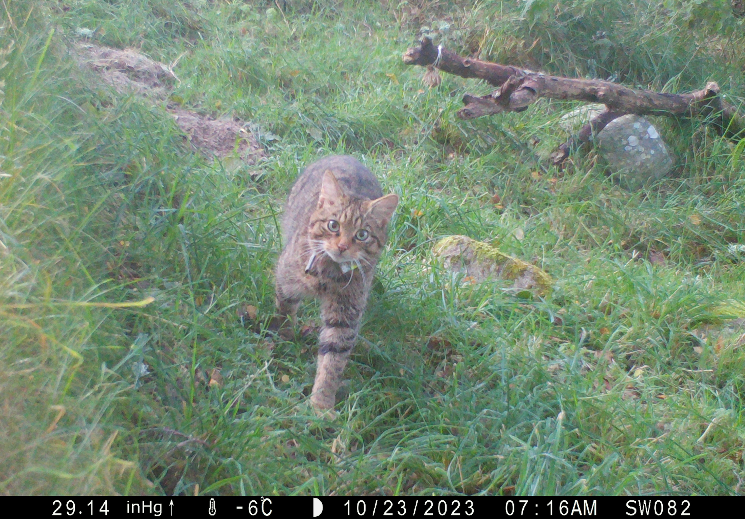 Screenshot of footage of female Scottish wildcat walking through grass