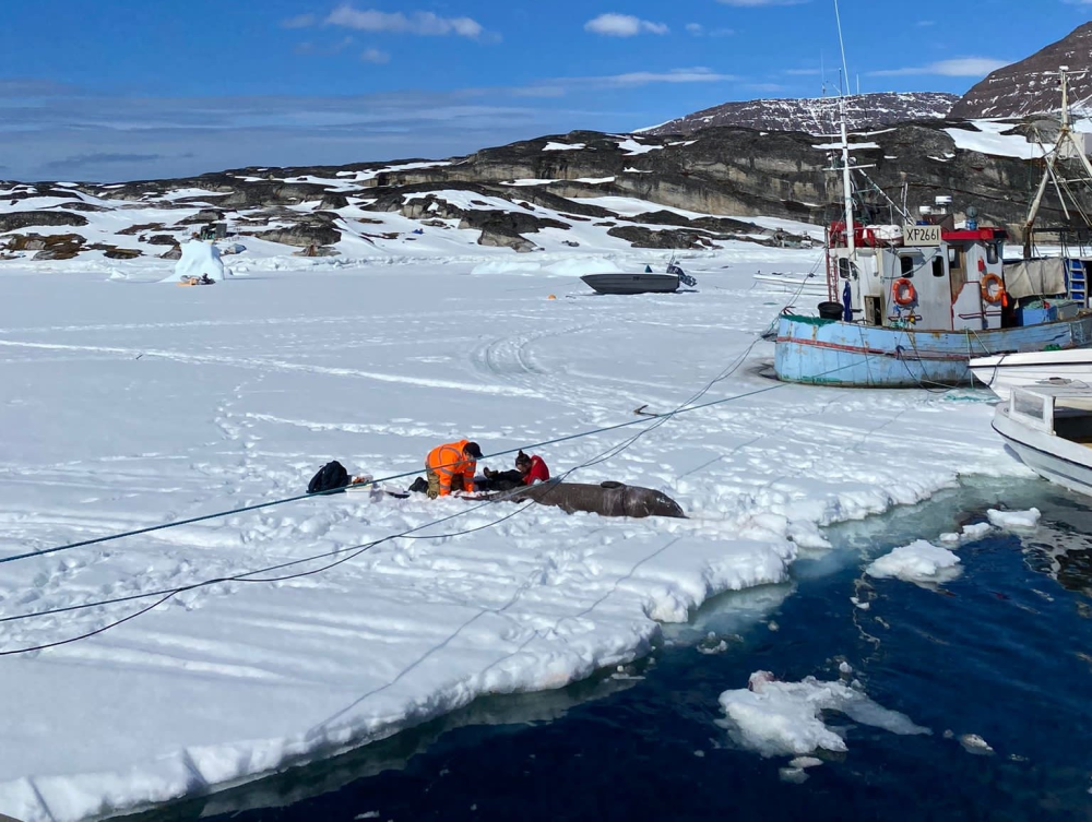 greenland shark tissue collection taking place on ice