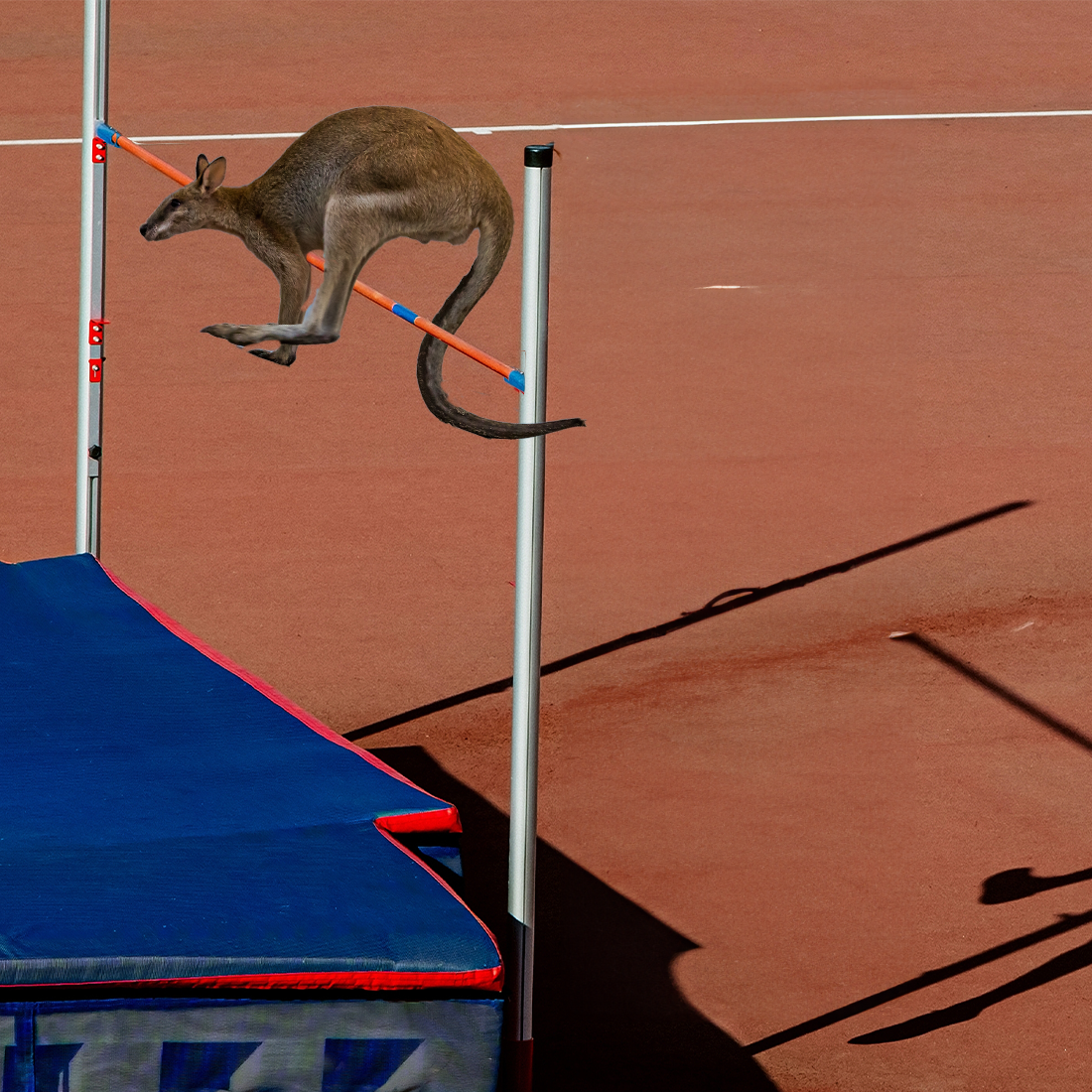 A wallaby jumping over a high jump pole