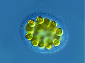 Volvocacean coenobial, green globular structures surrounded by thick clear mucilage with fine flagella protruding, on a bright blue background