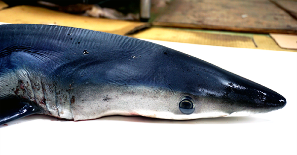 blue shark with electric blue on top and white belly