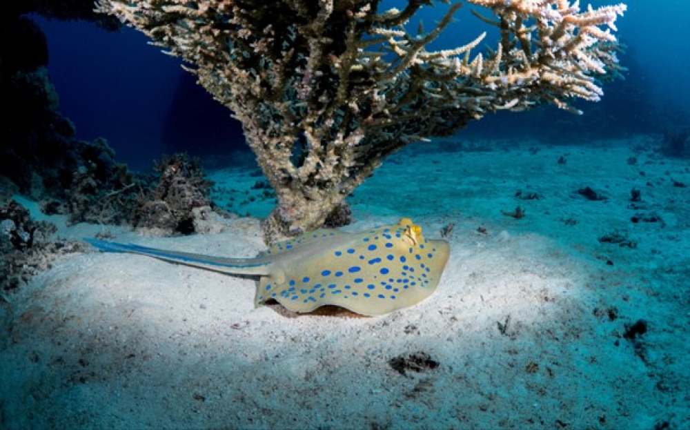 a ribbontail ray with blue spots on its back on the seabed