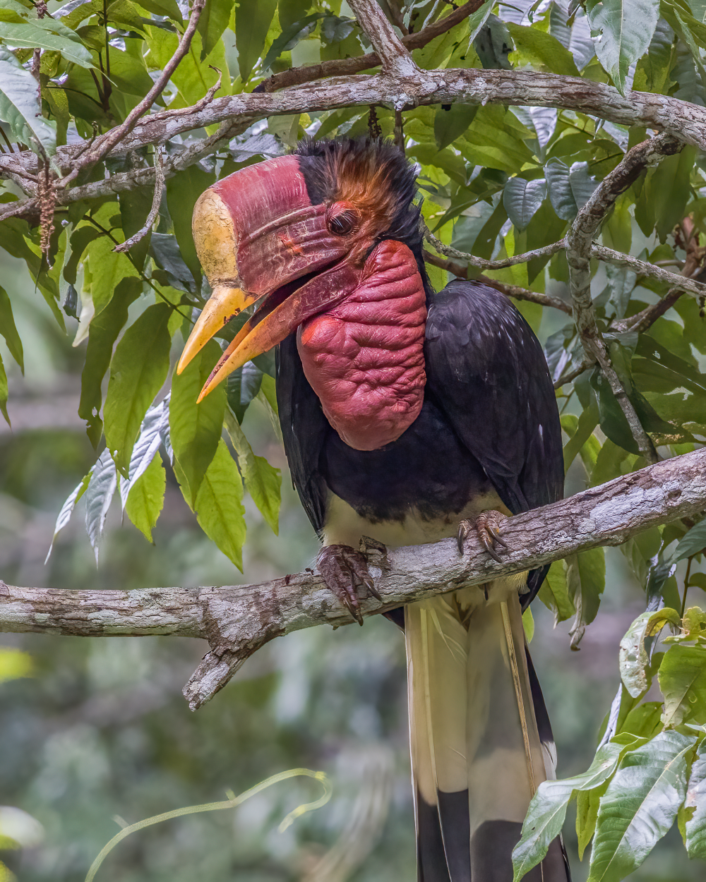 a helmeted hornbill with its enormous bulbous casque sitting on a branch