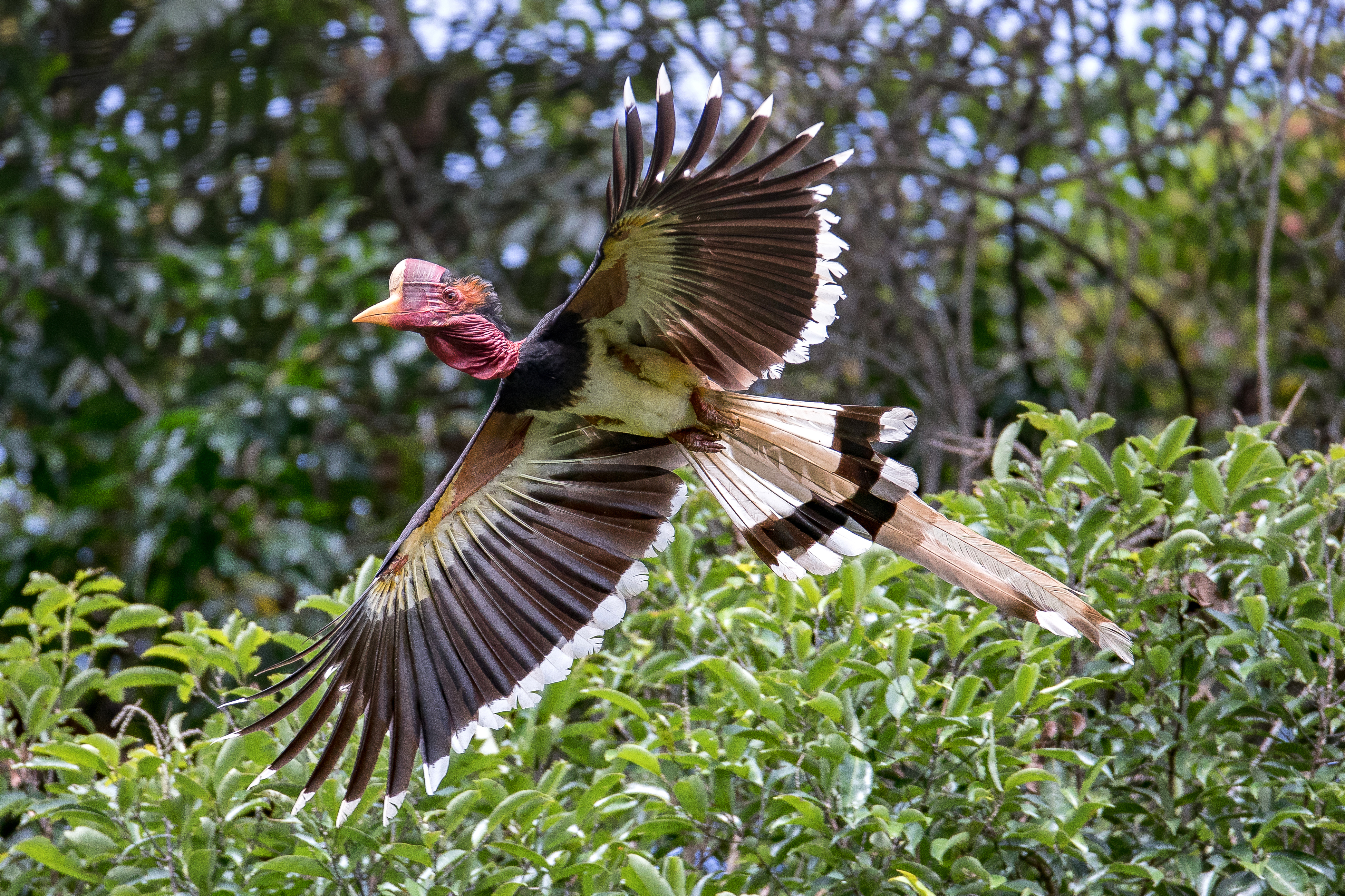 Helmeted hornbill mid-flight 