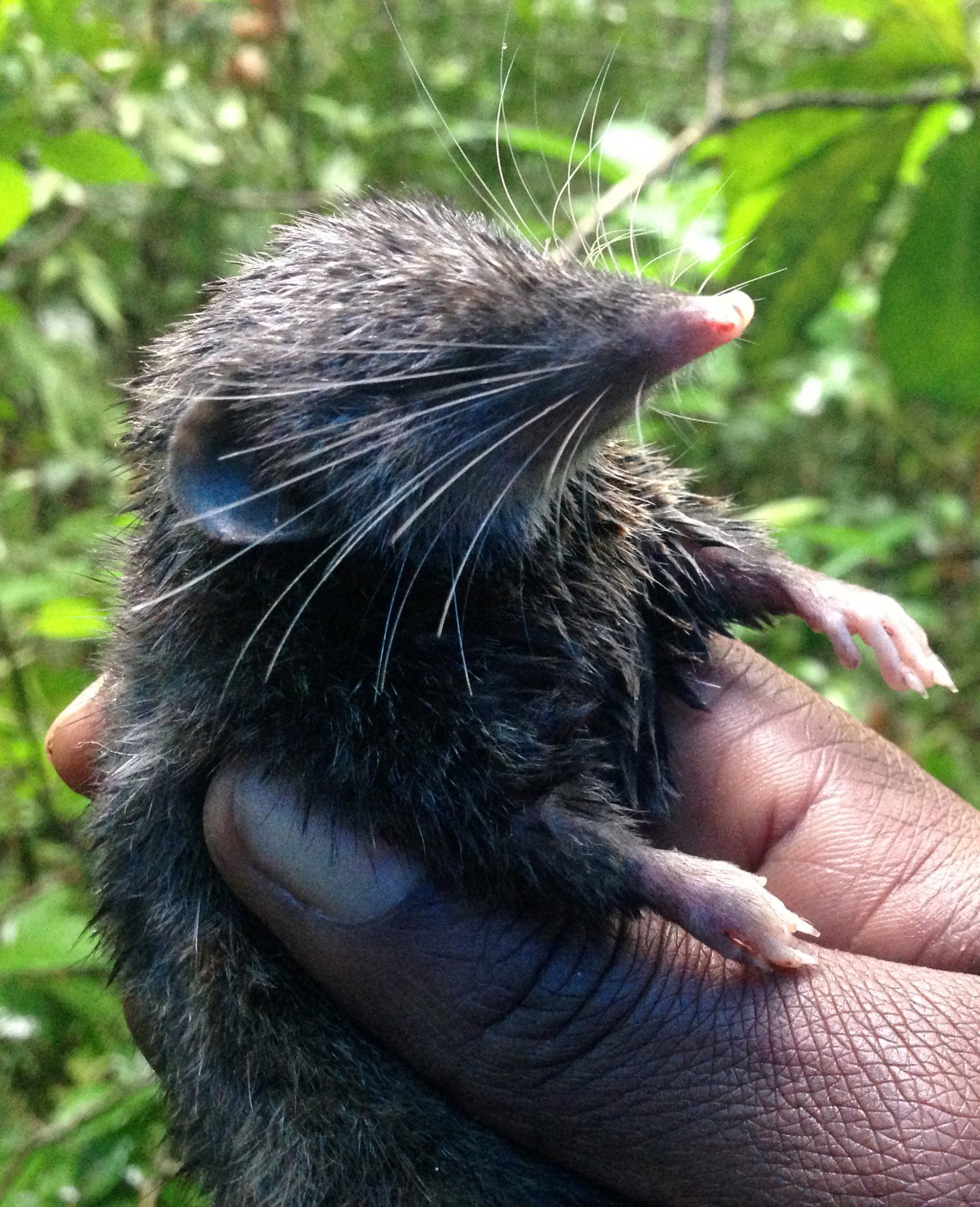 hand holding small, dark-furred mammal with long point nose