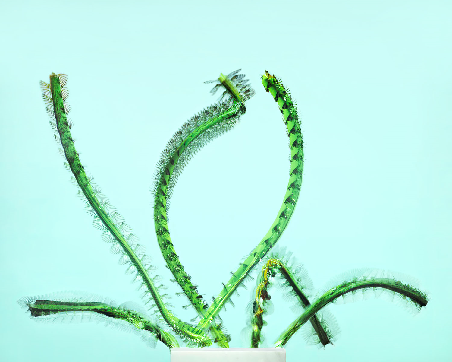 light turquoise background with bright green lines that resemble cactuses, but actually show the hopping path of oak and green treehopper insects, filmed at 4,000 frames per second