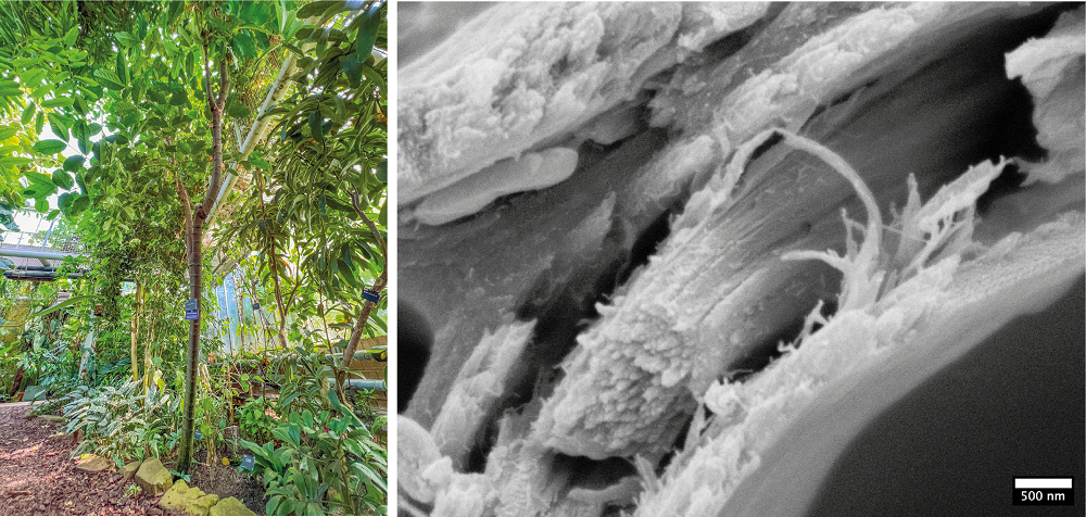 Gnetum gnemon in Cambridge Botanical Garden and its cell walls under a microscope. This is a species related to softwood with a structure like a hardwood.