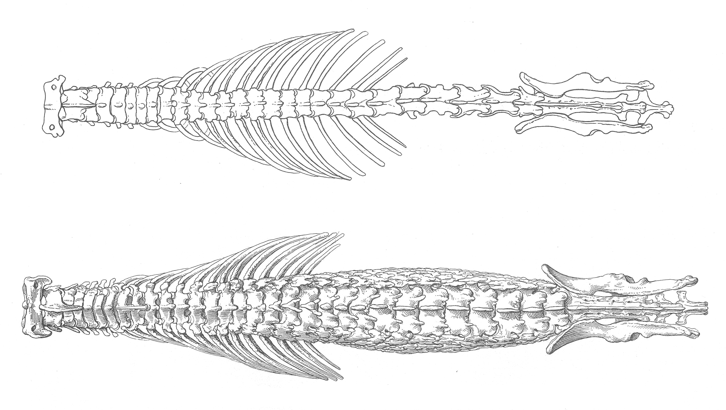 The spine and rib cage of the hero shrew (Scutisorex somereni) (bottom) compared to a typical white-toothed shrew; black and white line drawings of the two spinal columns