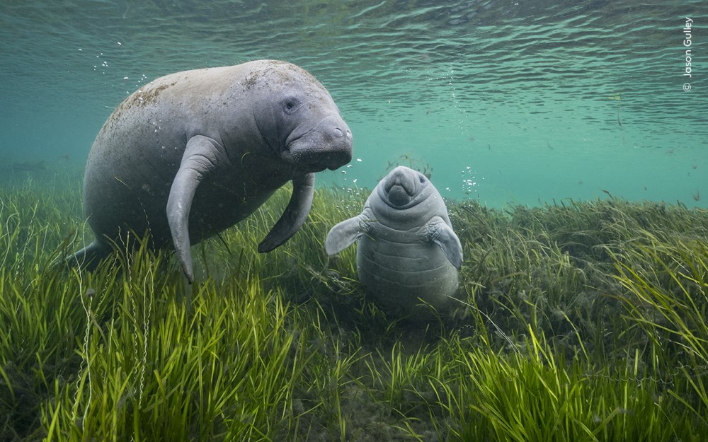 a manatee and a calf swimming among eelgrass