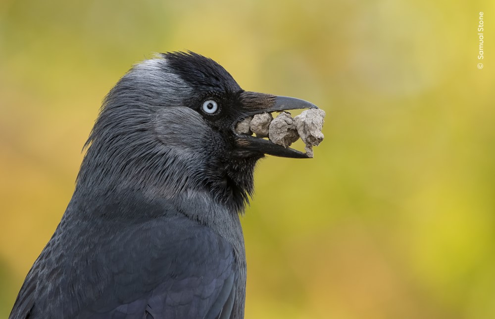 a jackdaw carrying rocks in its beak