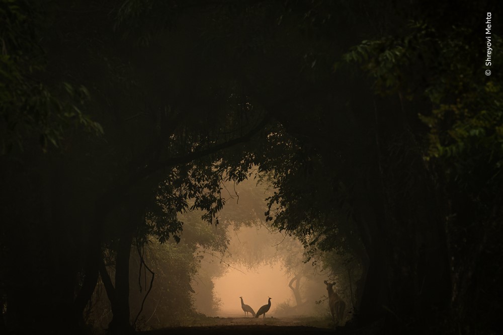 two peafowl silhouetted against an opening in a forest