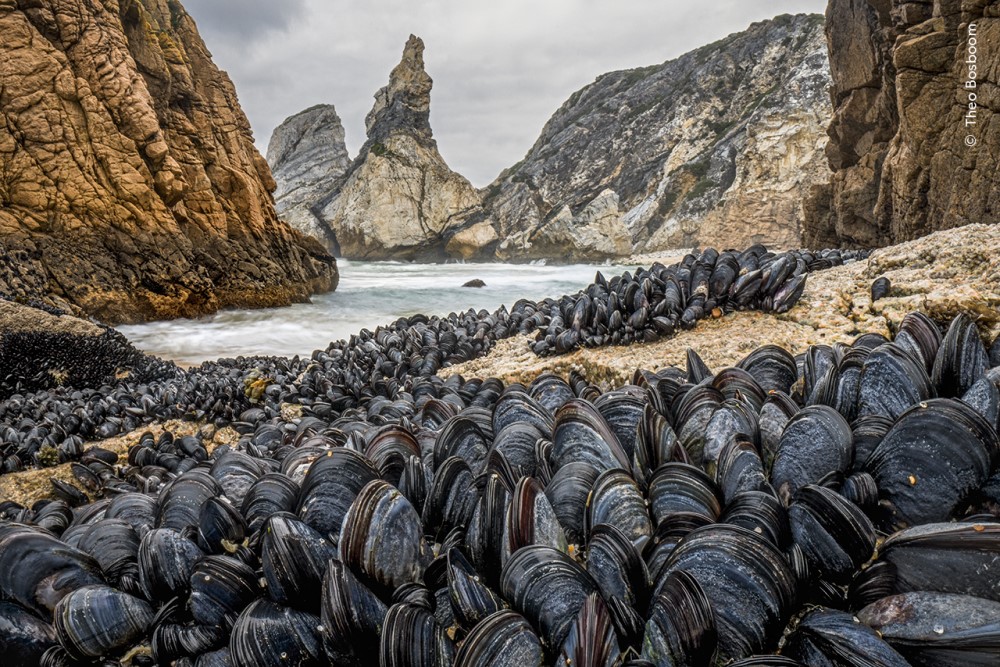 a huge number of mussels banded together on a beach