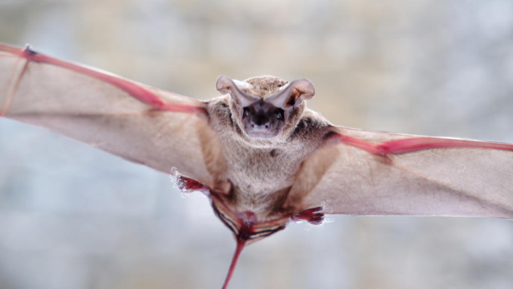 a free tailed bat in flight with furry feet sticking out ahead