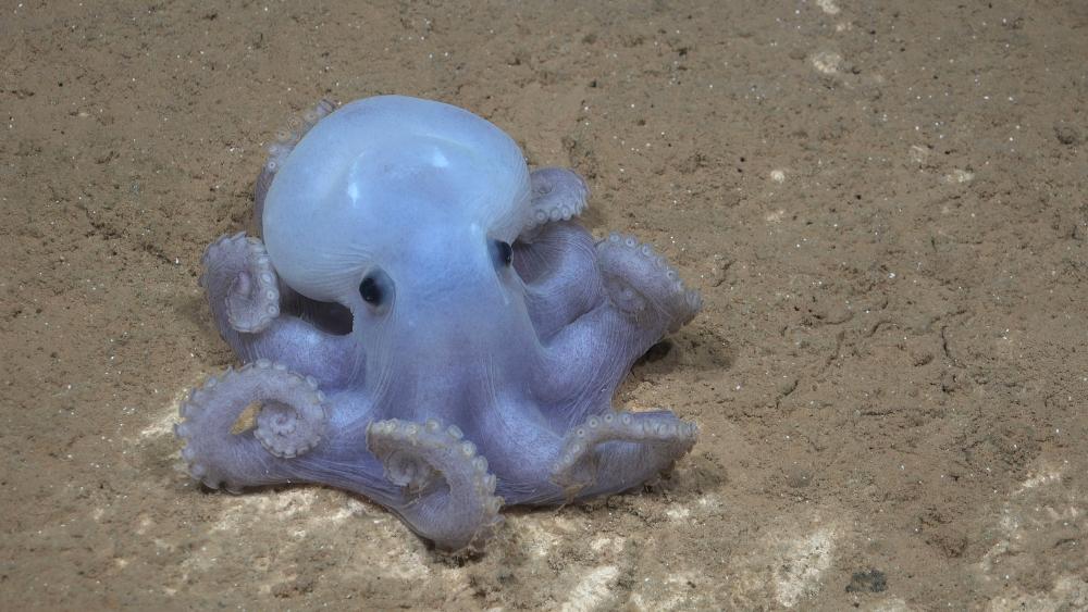 a white casper octopus on the seabed 