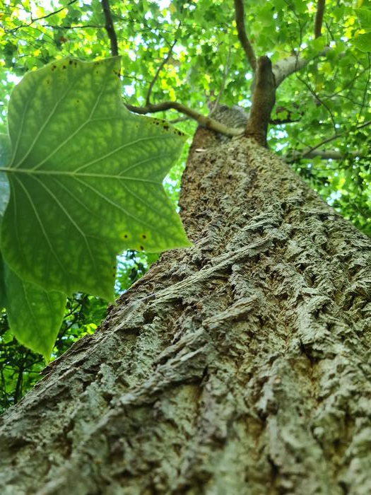 Their external shapes might have been a hint that tulip trees (Liriodendron tulipifera)have intriguing structure to their wood cells.