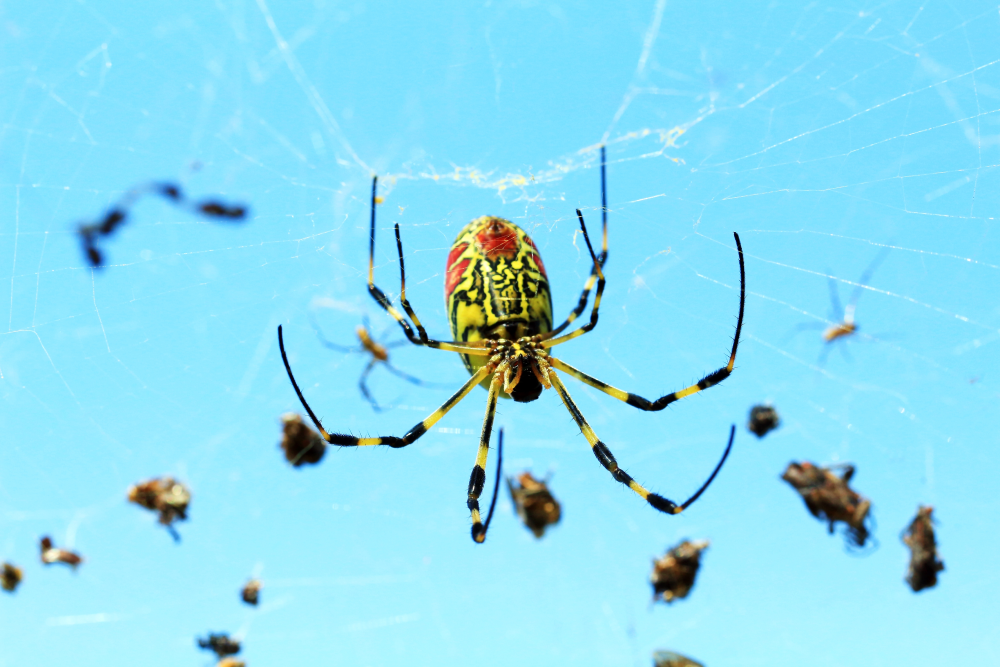 joro spider in a web with lots of prey wrapped up