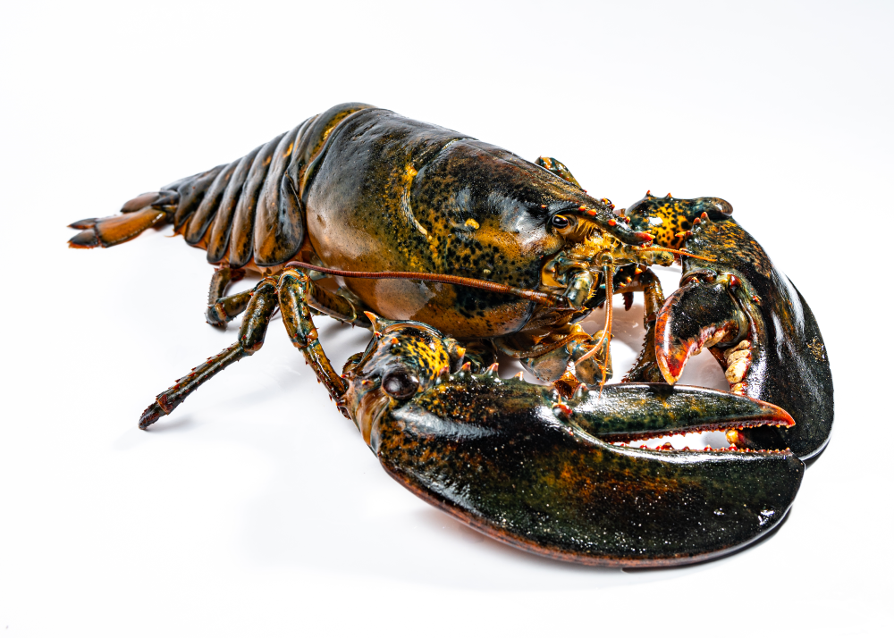 norma the lobster with the typical mottled coloration of lobsters