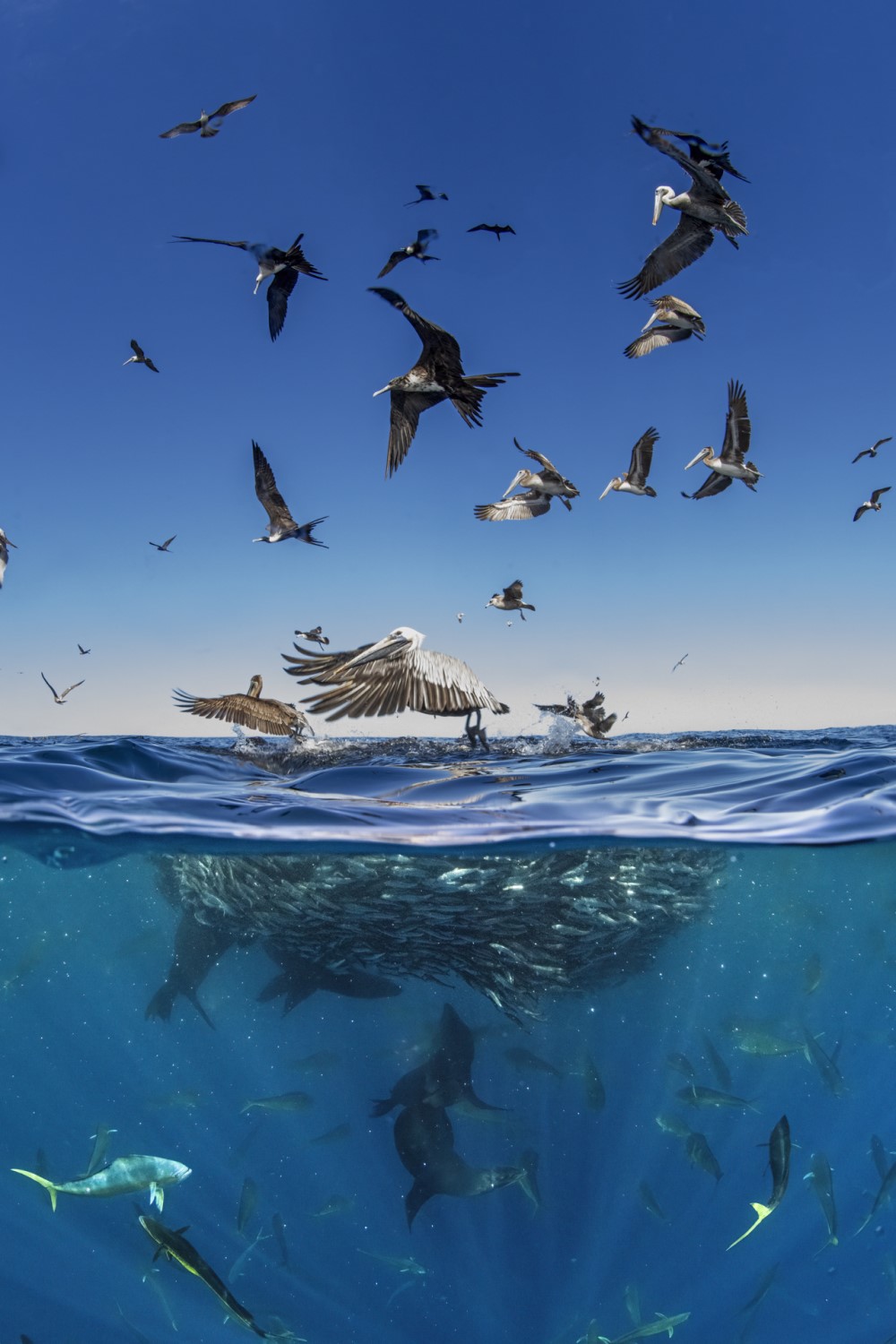 pelicans, mahi mahi, and sea lions hunting a bait ball of fish