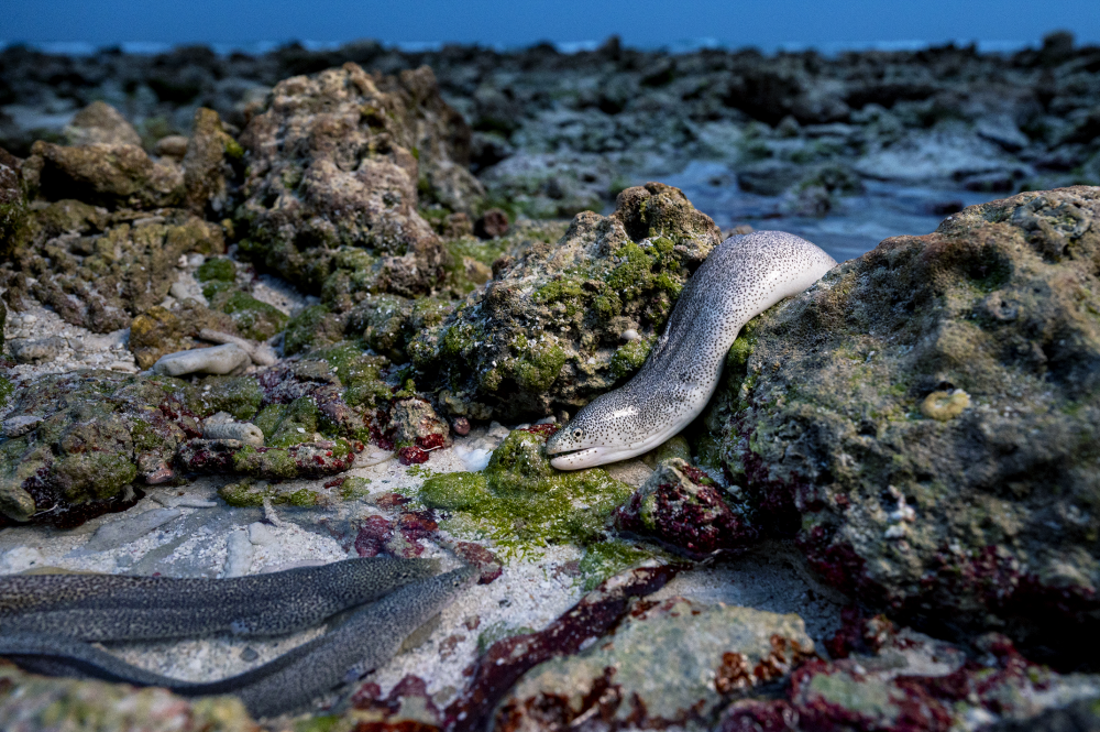 eels on land traveling at low tide