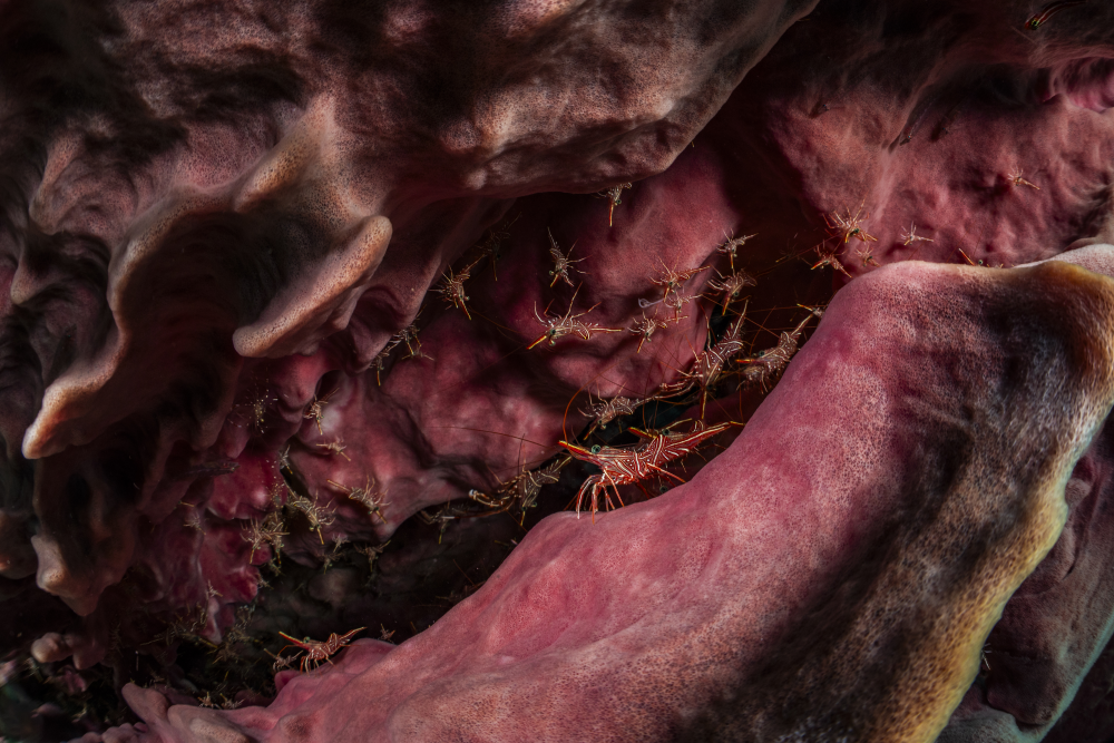 hingebeak shrimp in a barrel sponge