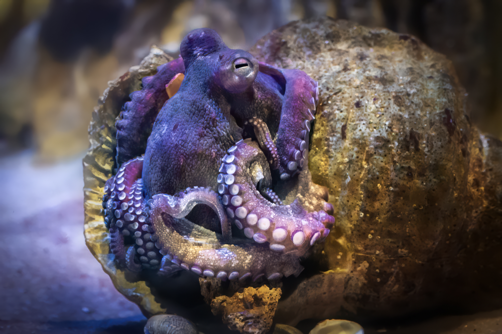 an octopus hiding in a shell